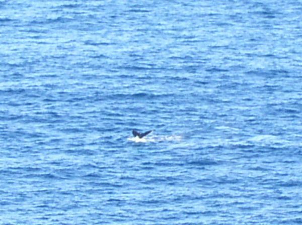 Baleine a bosse  Megaptera novaeangliae